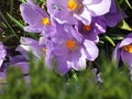 Spring blue white lilac  crocuses flowers blue sky and sunny weather  light yellow trees beam  natuere landscape Royalty Free Stock Photo