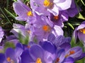 Spring blue white lilac  crocuses flowers blue sky and sunny weather  light yellow trees beam  natuere landscape Royalty Free Stock Photo