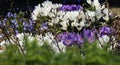 Spring blue white lilac  crocuses flowers blue sky and sunny weather  light yellow trees beam  natuere landscape Royalty Free Stock Photo