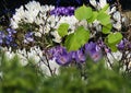 Spring blue white lilac  crocuses flowers blue sky and sunny weather  light yellow trees beam  natuere landscape Royalty Free Stock Photo