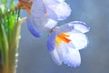 Spring blue wild flowers