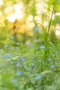 Spring Blue wild flowers and green plants on meadow in sunlight. Nature blurred bokeh background Royalty Free Stock Photo