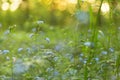 Spring Blue wild flowers and green plants on meadow in sunlight. Nature blurred bokeh background Royalty Free Stock Photo