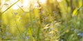 Spring Blue wild flowers and plants on meadow in yellow sunlight. Nature blurred bokeh background, panorama Royalty Free Stock Photo