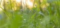 Spring Blue wild flowers and plants on meadow in yellow sunlight. Nature blurred bokeh background, panorama Royalty Free Stock Photo
