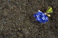 Spring blue wild flowers Scilla on Labrador Antique granite surf Royalty Free Stock Photo