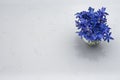 Spring blue wild flowers Scilla in vase on Noble Carrara quartz