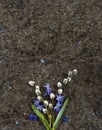 Spring blue wild flowers Scilla and willow branches on Labrador Royalty Free Stock Photo