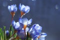 Spring blue wild flowers Royalty Free Stock Photo