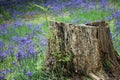 Spring bluebell wood with tree stump