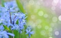 Spring bluebells Royalty Free Stock Photo