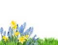 Spring bluebells and daffodils Royalty Free Stock Photo