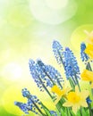 Spring bluebells and daffodils Royalty Free Stock Photo