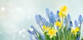 Spring bluebells and daffodils Royalty Free Stock Photo