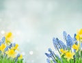 Spring bluebells and daffodils Royalty Free Stock Photo