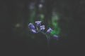 Spring Bluebells With A Dark Forest Backdrop Royalty Free Stock Photo