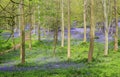 Spring Bluebells in an English Beech Wood Royalty Free Stock Photo