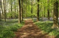 Spring Bluebells in an English Beech Wood Royalty Free Stock Photo