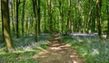 Spring Bluebells in an English Beech Wood Royalty Free Stock Photo