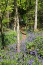 Spring Bluebells in an English Wood Royalty Free Stock Photo