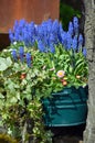 Spring bluebells in flowerpot Royalty Free Stock Photo