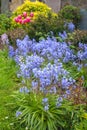 Spring bluebells in the garden Royalty Free Stock Photo