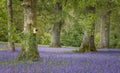 Spring Bluebells in Meadow and Woodland