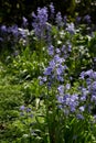 Spring Bluebells in the Park Royalty Free Stock Photo