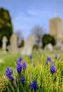 Spring Bluebells seen growing at the sight of an old grave in an english cemetery. Royalty Free Stock Photo