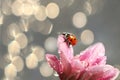 Spring blurred background with first flowers and ladybug, Royalty Free Stock Photo