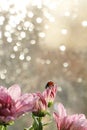 Spring blurred background with first flowers and ladybug, Royalty Free Stock Photo