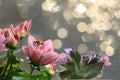 Spring blurred background with first flowers and ladybug,