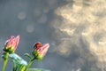 Spring blurred background with first flowers and ladybug, Royalty Free Stock Photo