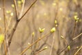 Spring blurred background, young branches with leaves and buds. First fresh spring foliage