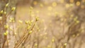 Spring blurred background, young branches with leaves and buds. First fresh spring foliage