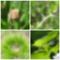 Spring blurred backgrounds
