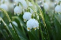 Spring blurred floral background with drops and bokeh, Birth of a new life. Snowdrops run in the sun, selective focus, screen Royalty Free Stock Photo