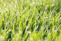 Spring blurred lawn with grass and dew drops Royalty Free Stock Photo