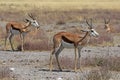 Spring bock antelopes Antidorcas marsupialis in the Savannah