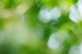 Spring bokeh nature abstract background Green leaves blurred, beautiful in the spring or summer Royalty Free Stock Photo