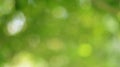 Spring bokeh nature abstract background Green leaves blurred, beautiful in the spring or summer Royalty Free Stock Photo