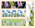 Spring bookmarks with wildflowers Muscari latifolium. Bright vector banner with hand-drawn illustration