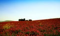 Spring boom, pink flowers pairie, Trapani Sicily