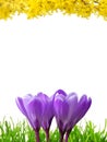 Spring border in 3 colors Royalty Free Stock Photo
