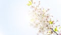 Spring border abstract blured background art with pink sakura or cherry blossom Royalty Free Stock Photo