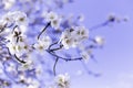 Spring border or background art with pink almond blossoms, beautiful nature scene with blooming tree, sky on an Easter sunny day. Royalty Free Stock Photo