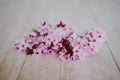 Spring border or background art with pink blossom. Beautiful nature scene with almond tree flowers indoors. Springtime Royalty Free Stock Photo