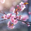 Spring border or background art with pink blossom. Beautiful nature scene with blooming tree Royalty Free Stock Photo