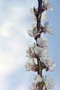 Spring border or background art with pink blossom. Beautiful nature scene with blooming tree and sun flare Royalty Free Stock Photo