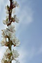 Spring border or background art with pink blossom. Beautiful nature scene with blooming tree and sun flare Royalty Free Stock Photo